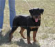 4-6 month Females: 100 4743