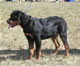 4-6 month Females: 100 4753