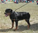 4-6 month Females: 100 4762