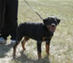 4-6 month Females: 100 4768