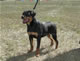 4-6 month Females: 100 4812