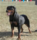 9-12 month Females: 100 4939