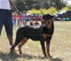 9-12 month Males: 100 4700