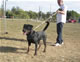 Gebrauchshund Females: 100 5768