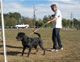 Gebrauchshund Females: 100 5772