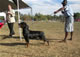 Gebrauchshund Females: 100 5784