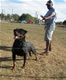 Gebrauchshund Females: 100 5790