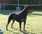 18-24 FEMALES: 0468 Goldmoors Citta SG4
