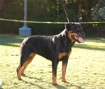18-24 FEMALES: 0469 Goldmoors Citta SG4
