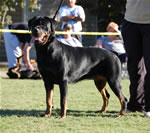 18-24 FEMALES: 0472 Isis Von Norroghaus V1