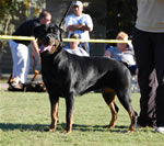 18-24 FEMALES: 0473 Isis Von Norroghaus V1