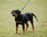 4-6 FEMALES: 0175 Redwood Krests Lana P