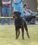 4-6 MALES: 0021 Helios Vom Lowenherzig VP1
