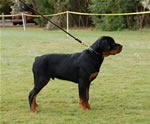 4-6 MALES: 0045 Cobra Von Landschaft VP2