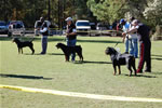 BREEDER CLASS MALES: 0021