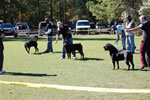 BREEDER CLASS MALES: 0022
