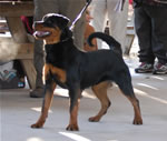 1220 Kiki Von Haus Edelstein VP4