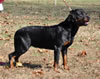 0901 Atina Von Hause Kigen SG