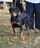0021 Bull Vom Kiernanhaus VP3