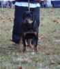 0023 Bull Vom Kiernanhaus VP3