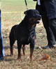 0591 L And L Dixielands Rowde Mann SG