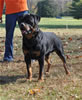0598 Stoneridge Bruno V Rock Run Evrmor V2