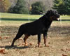 0754 Thundervlys Legend Von Mitternadt V1