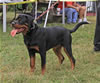 6-9 month FEMALES: 128 Eunice Imo Pectore VP2