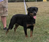 9-12 month FEMALES: 153 Addie Vom Hause Hudson VP1