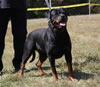 OPEN FEMALES: 0948 Konnenstoltz Pebbles V