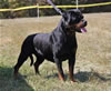 OPEN FEMALES: 0953 Konnenstoltz Pebbles V