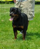 18-24 mth females: 0480 Addie Vom Hause Hudson SG