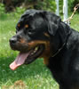 18-24 mth females: 0481 Addie Vom Hause Hudson SG