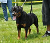 18-24 mth females: 0501 Bianca Vom Hause Kelleman SG