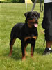 6-9 mth rottweiler females: 0408 Farina Vom Hause Kelleman VP1