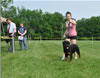 6-9 month rottweiler males: 0322 Baltmannsweiler Von German P