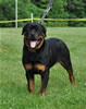 6-9 month rottweiler males: 0324 Baltmannsweiler Von German P