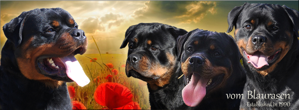 rottweiler puppies, #rottweilerpuppies, rottweiler breeders, German rottweiler puppies, #germanrottweilerpuppies, vom Blaurasen Rottweilers