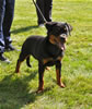 0168 Truebloods Brooklyn Bounce VP1