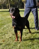 0573 Precious Gems Axel Vom Viersen V