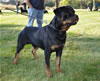 0612 Stoneridge Bruno V Rock Run Evmor V