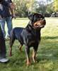 0639 Farmorez Badda Bing V