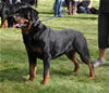 0329 Deebo Von Der Kuhlen Kante SG