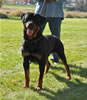 0779 Sampson One Of Our Gang V