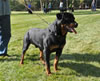 0781 Sampson One Of Our Gang V