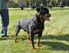 0783 Sampson One Of Our Gang V