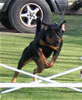 Lexi vom Blaurasen: Lexi Agility3