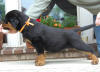 rottweiler puppies