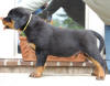rottweiler puppies