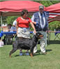 Veteran Females: 0689 Queen La Diva Von Evman V1